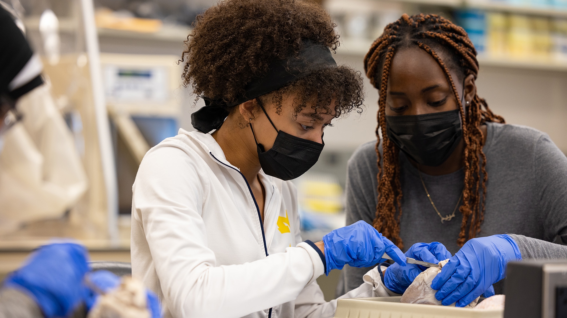Two young Black women wearning masks and gloves cutting into lab specimen