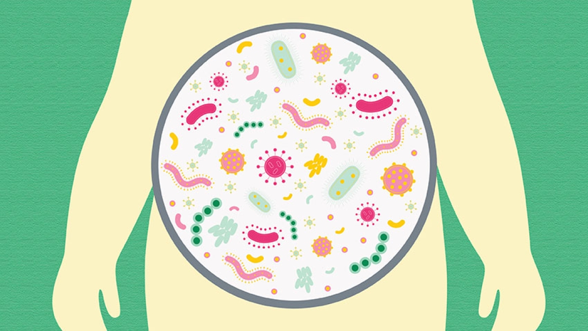 Gut Microbiota And Obesity