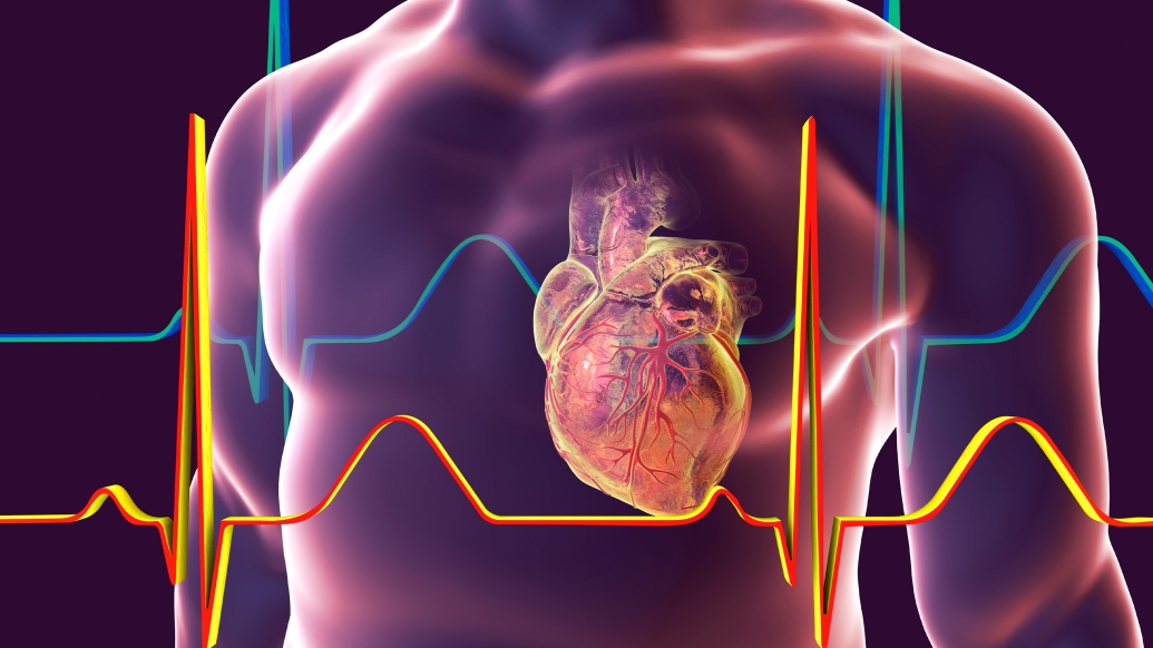 3DModel Chest Heart EKG purple