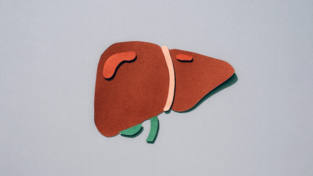 liver drawing red and green