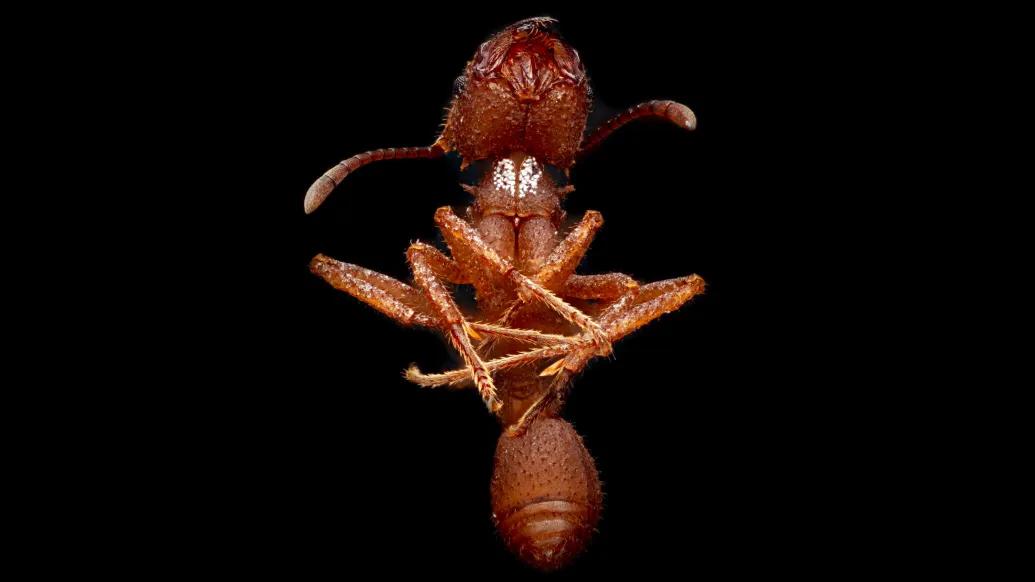 ant close up brown black background