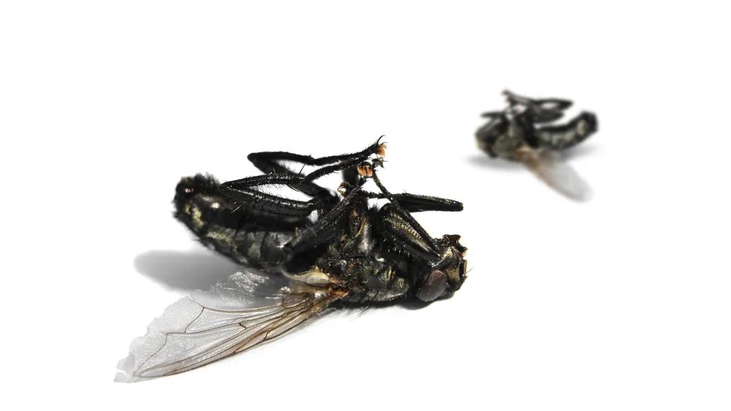 flies 