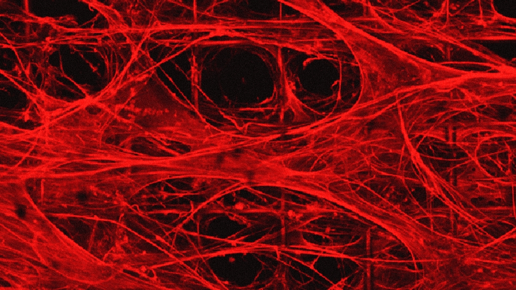 Brain Organoids Tissue Microscopic Red