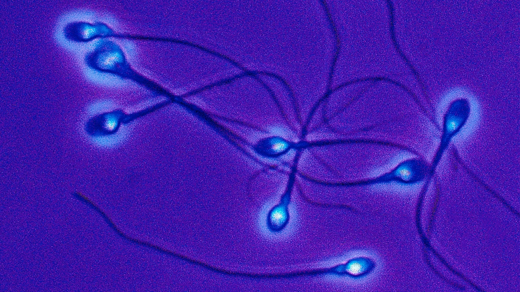 sperm purple glowing