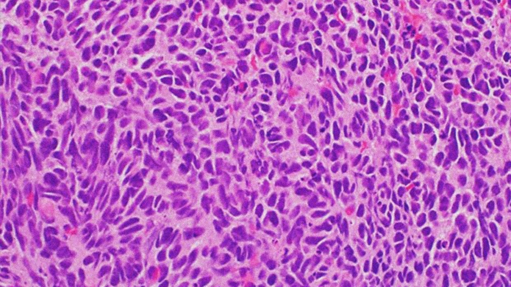 pink purple microscopic cells