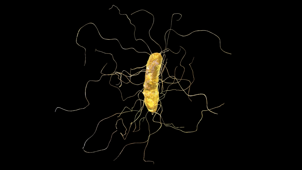 bacteria black background yellow cell