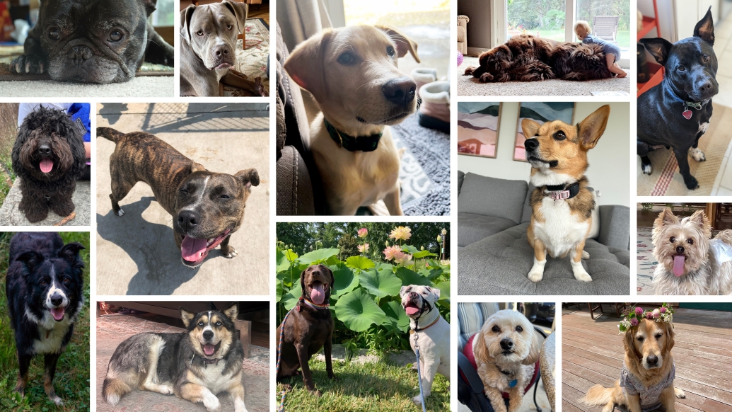dogs collage