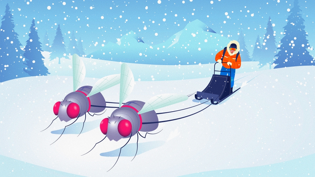 flies moving sled in snow with person