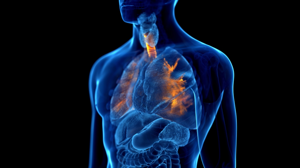 Computerized image of a human torso with lungs illuminated