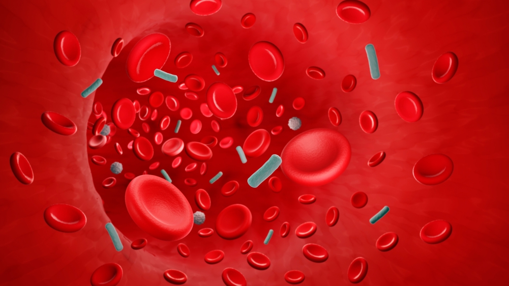 Illustration of red blood cells and bacteria in the bloodstream