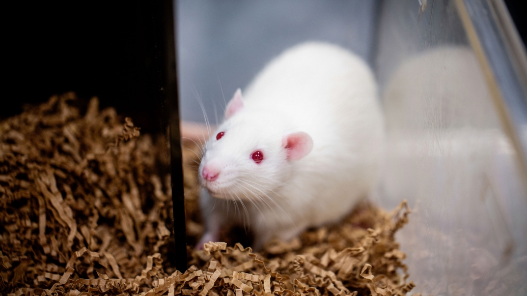 White rat with pink eyes in a glass case