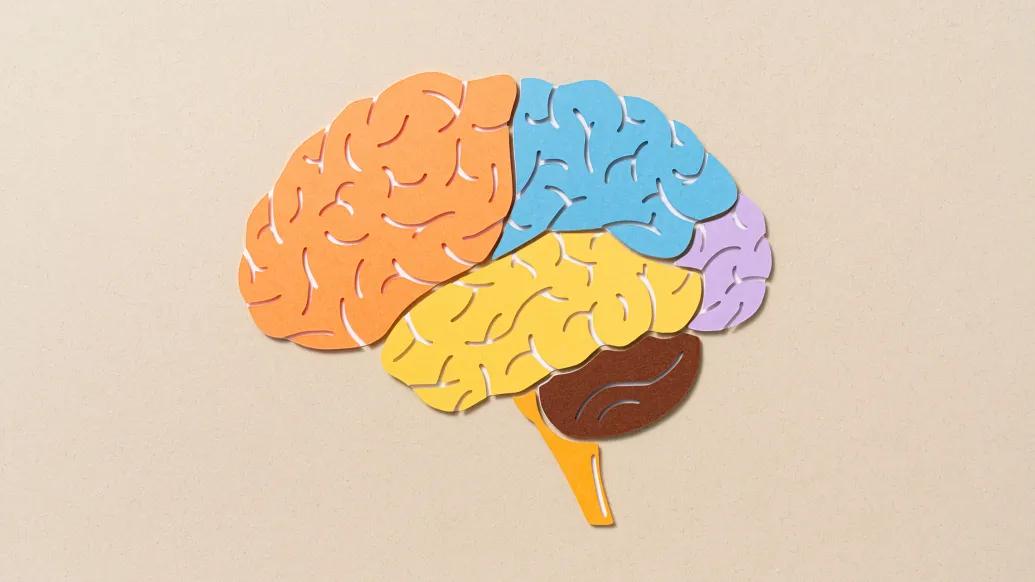 A graphic of the brain