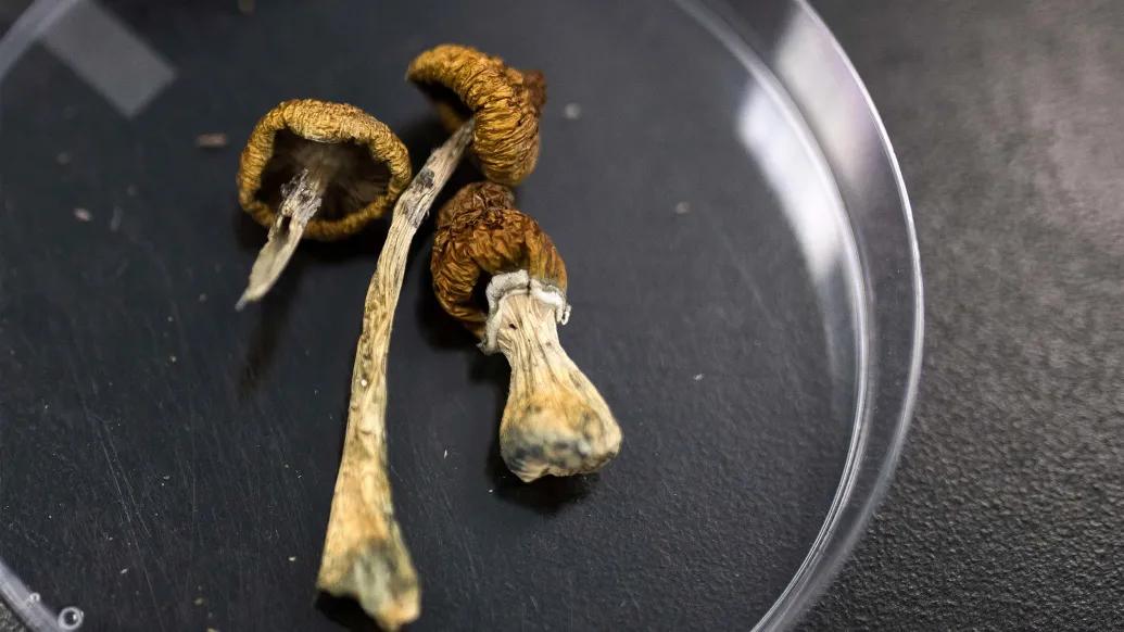 mushrooms in a microscope