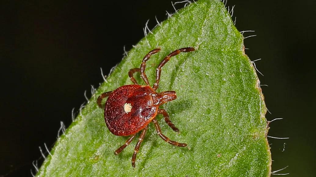 brown tick on leaf