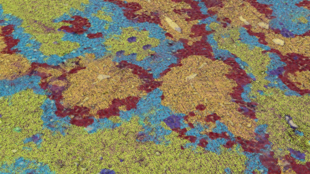 yellow blue maroon close up image of cells