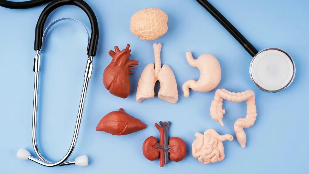 organs on blue background with stethoscope