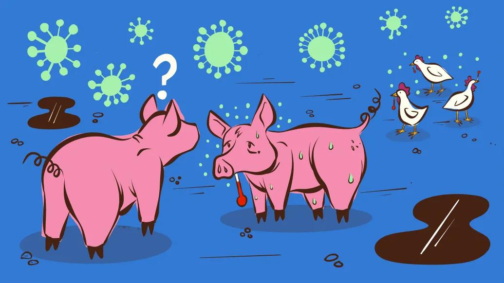 pigs sick and chickens in background with blue background and green cells floating around
