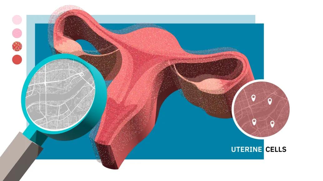 uterus close up grey and teal microscope uterine cells pink and blue background