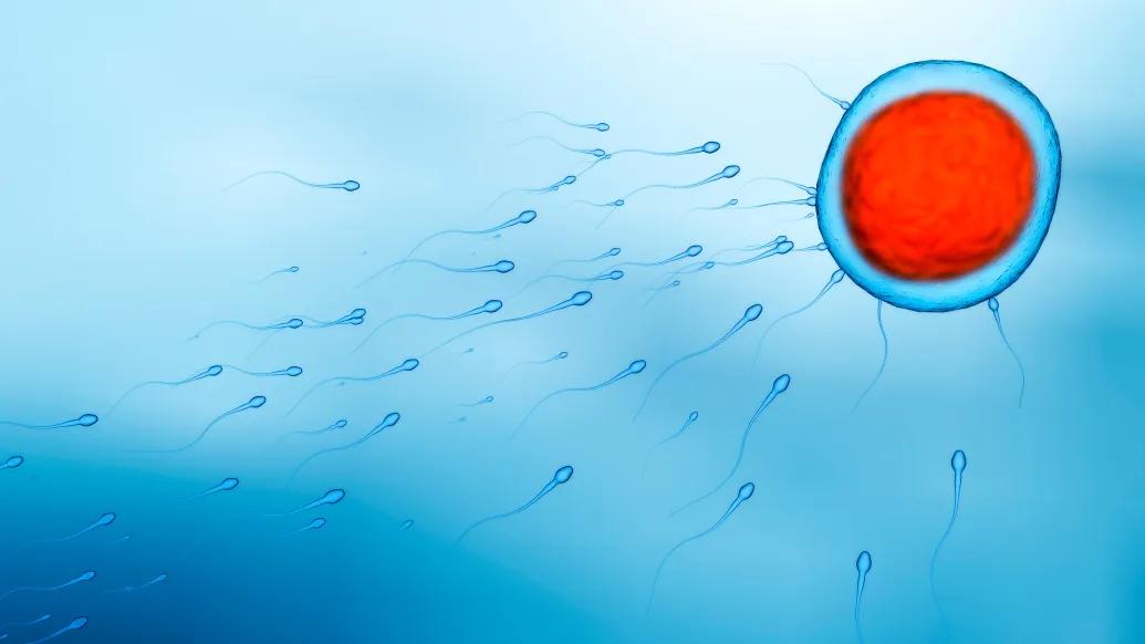 sperm moving to cell all blue and cell red