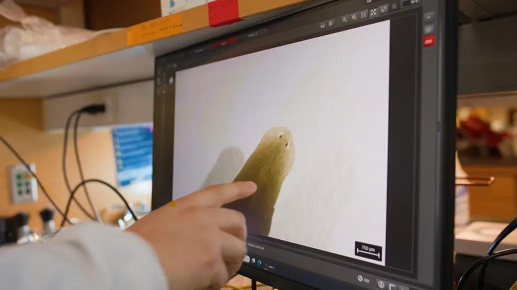 pointing to worm on screen