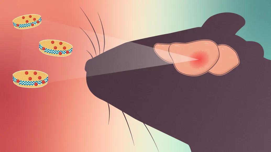 mouse seeing three cookies with red dots out of brain