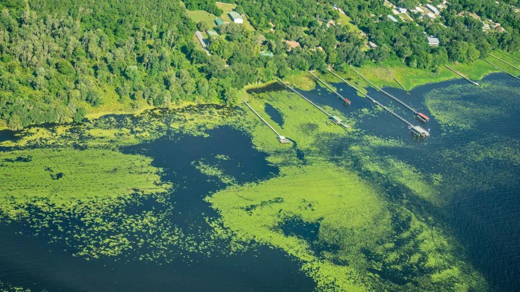 algae green spread all over lake by forest edge from high view