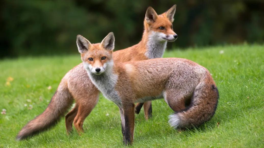 two foxes on grass 
