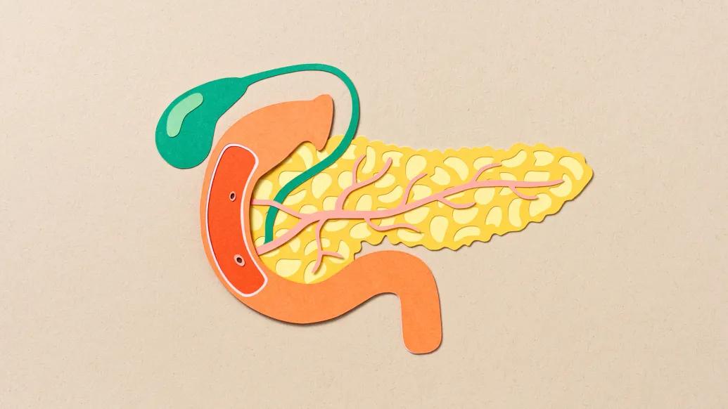 outline drawing of pancreas on beige screen with green orange yellow and pink
