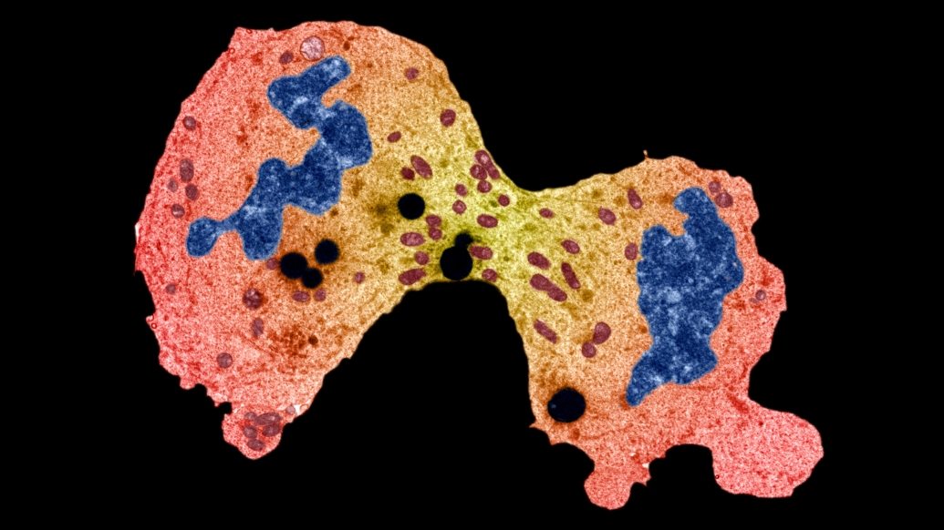 cell microscopic level looks like dividing and pink yellow blue black background