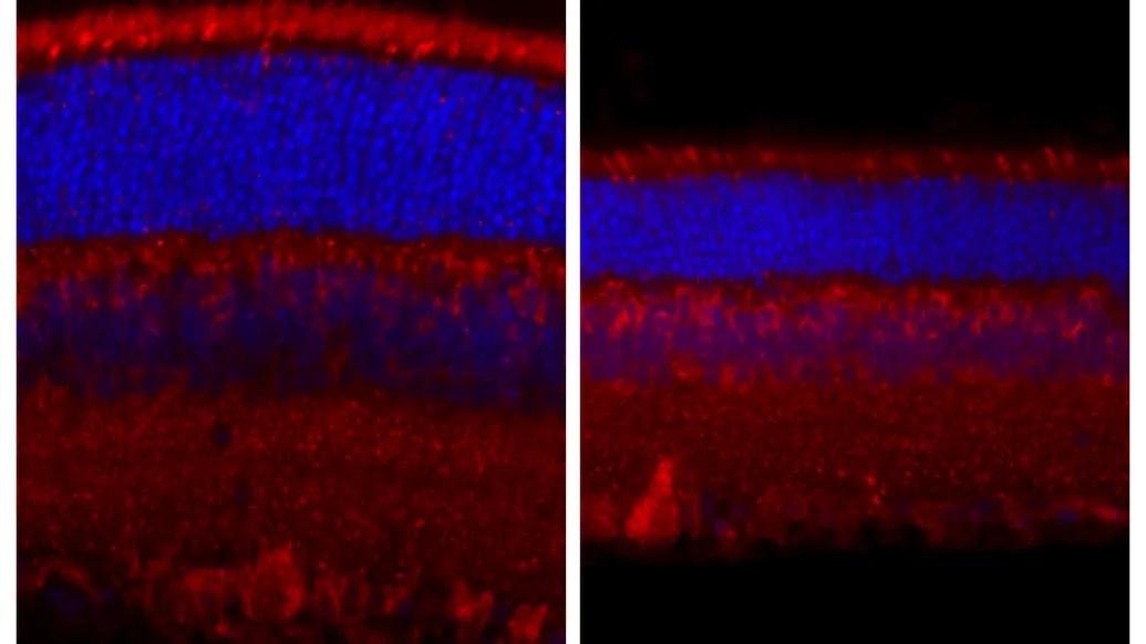 close up image side by side red and blue