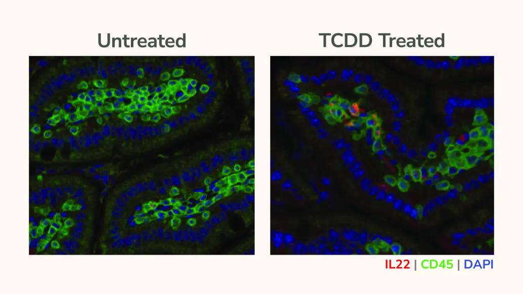 microscopic image with one on left saying untreated and one right saying TCDD treated. They are lit up bright green and some blue and a little red on the right