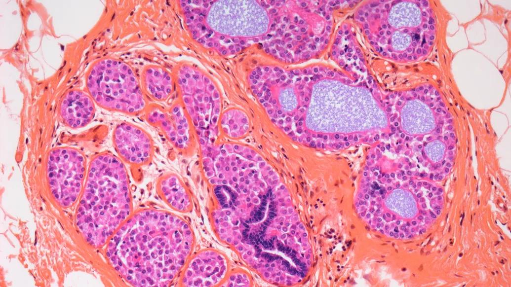 close up microscopic image in pinks