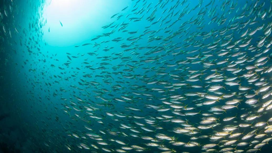 lots of the same fish swimming inside blue teal water