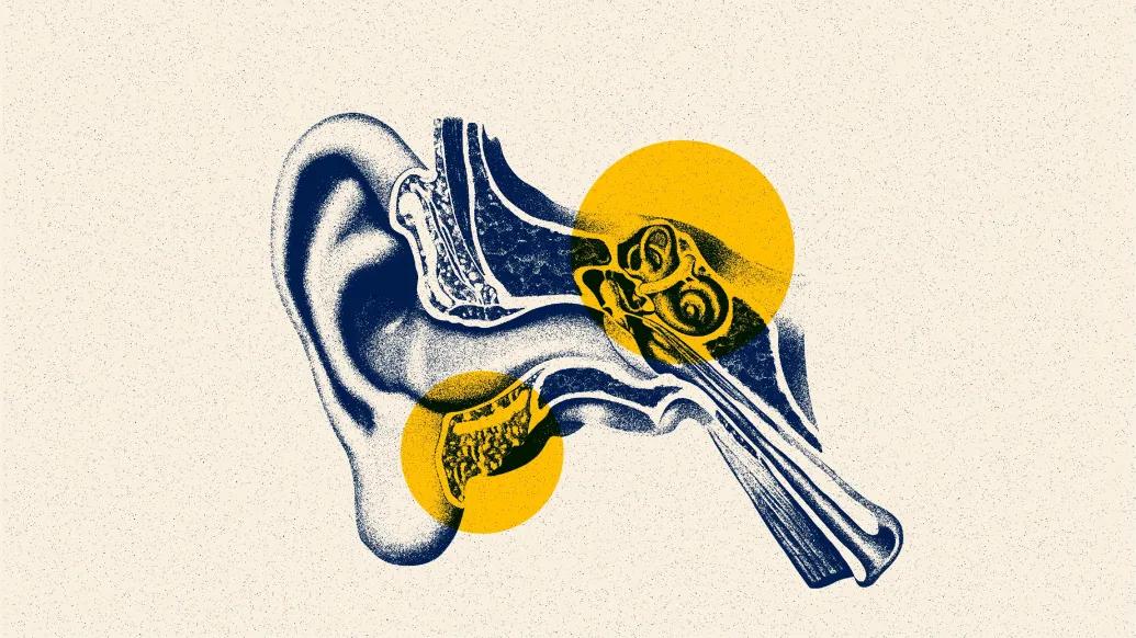drawing of inside ear canal