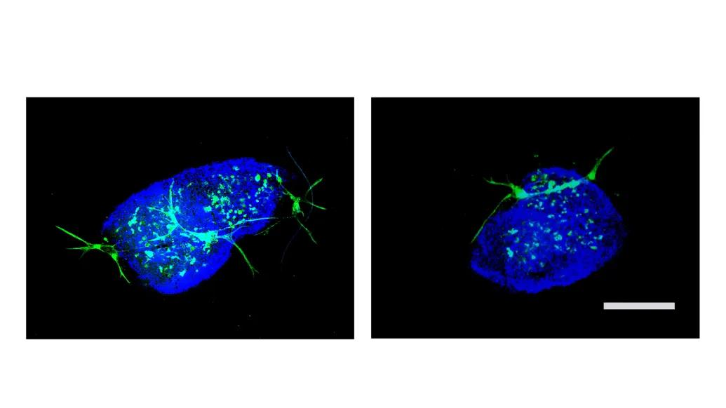 blue image side by side glowing on black background with some green 