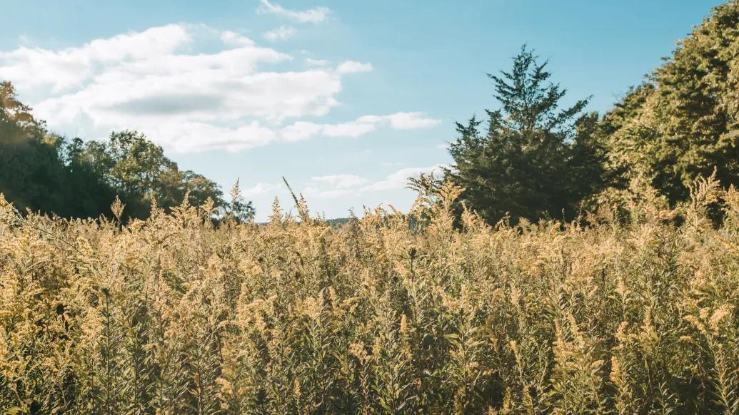 image of an outside green field during summer with blue skies