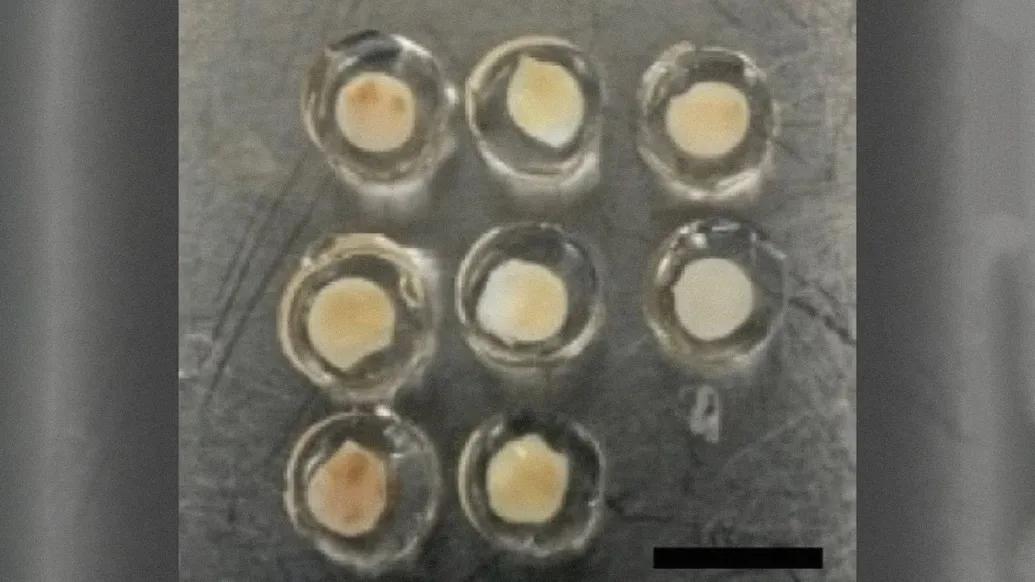 close up of white clear circles with pale ivory in middle
