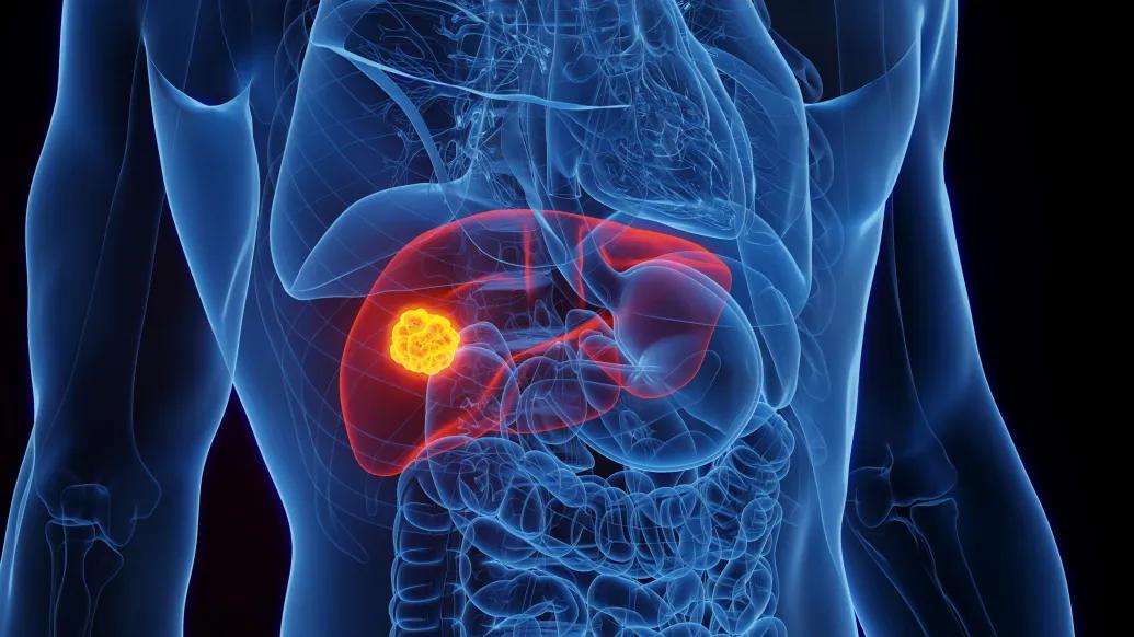 see through human body in blue on black background with organ lit up red 