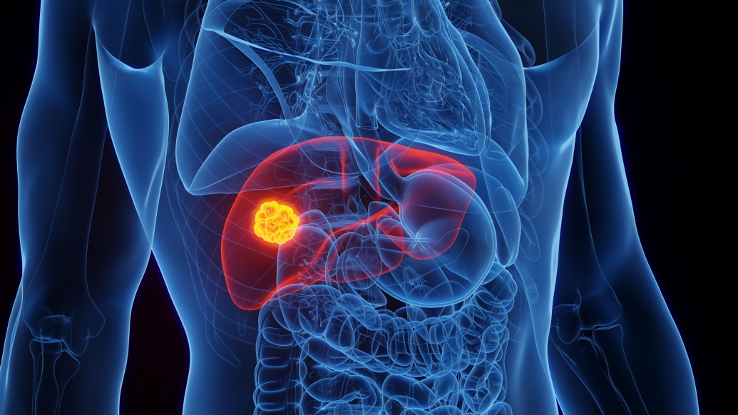 see through human body in blue on black background with organ lit up red 