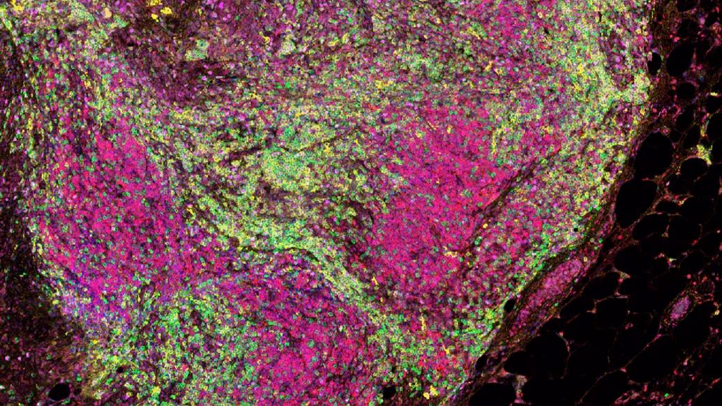 green pink close up on microscope