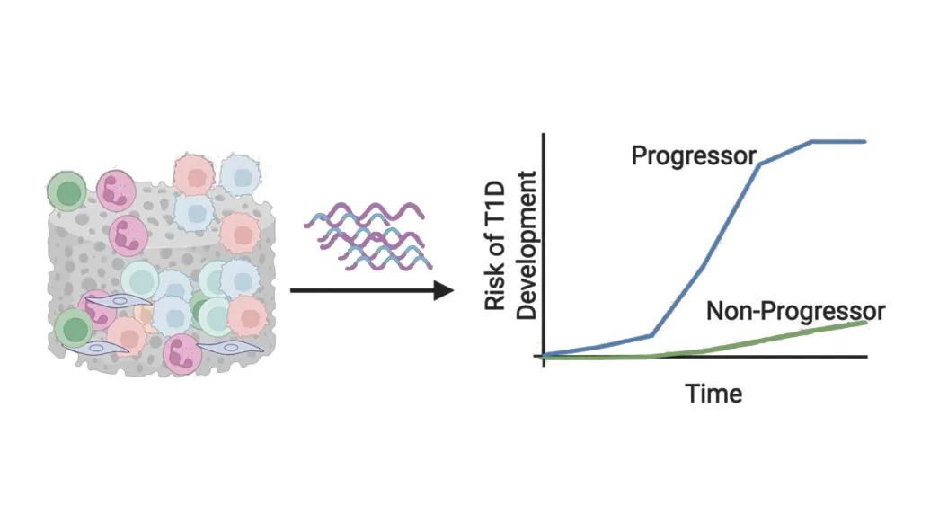 risk of T1D development progessor non-progressor time
