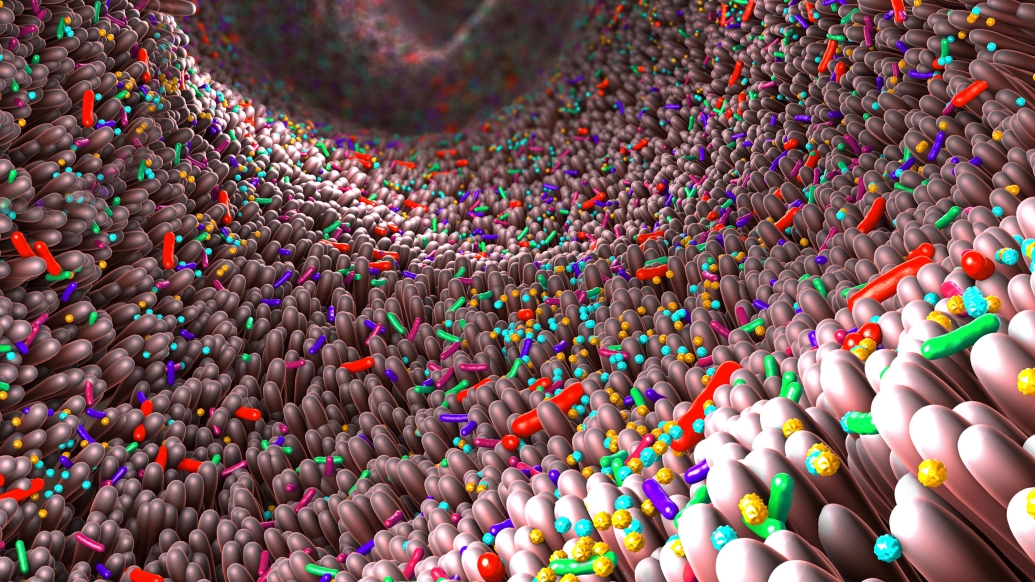 particles forming colorful in intestines