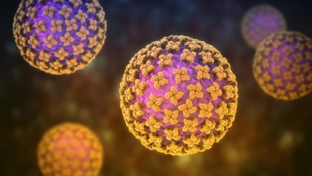 Computer illustration of hantavirus particles 