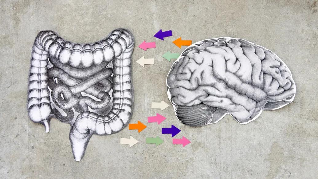 brain and stomach lining directions pointing