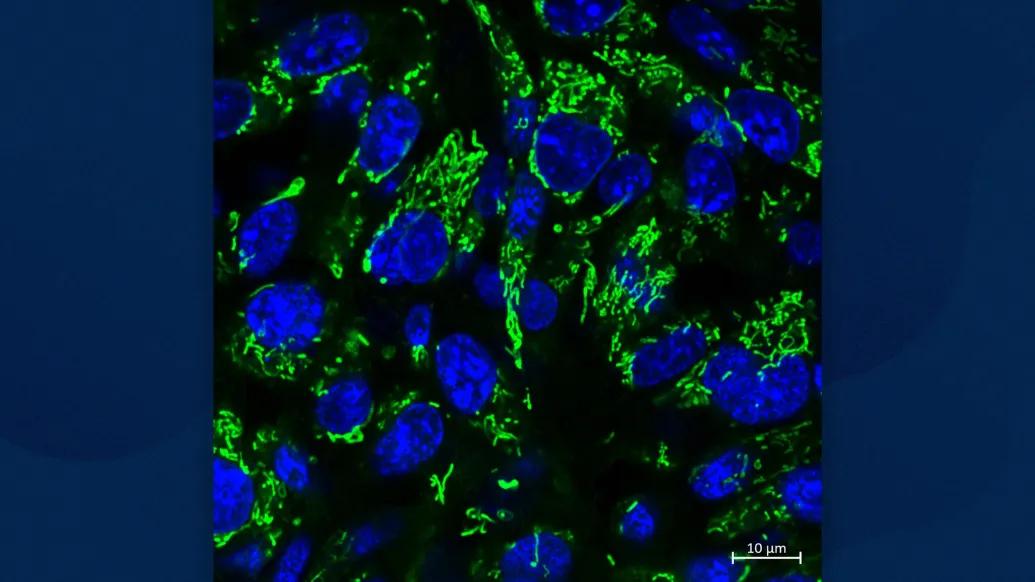 cells close up blue and green background microscope