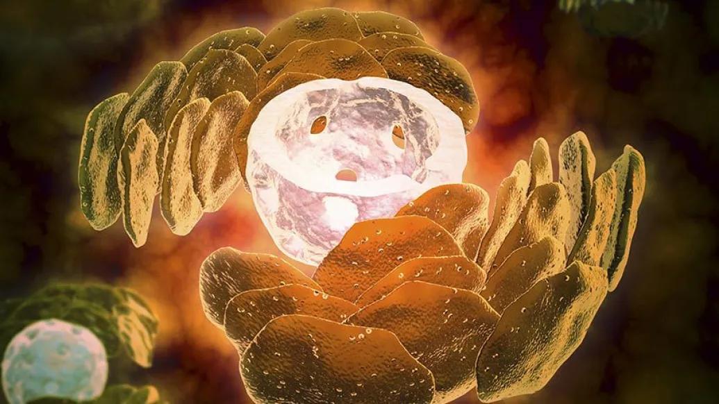 Cell Nucleus Orange Green Reticulum