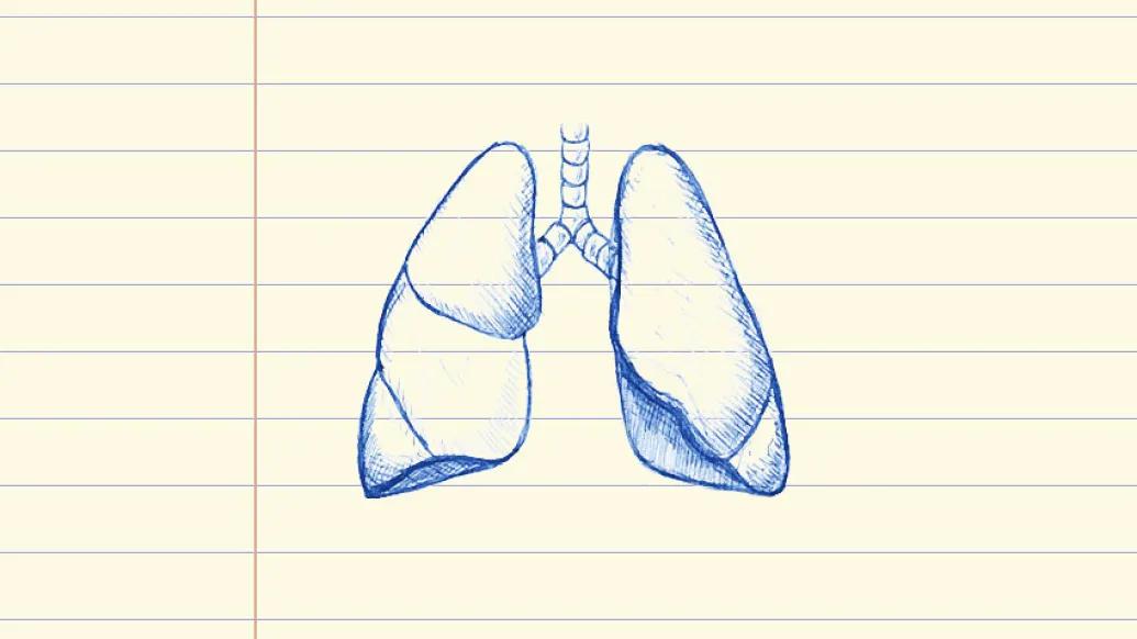 drawing of lungs