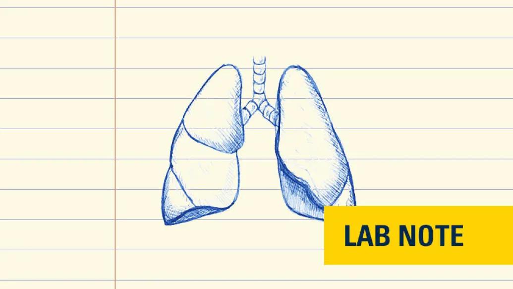 drawing of lungs in blue ink on lined paper