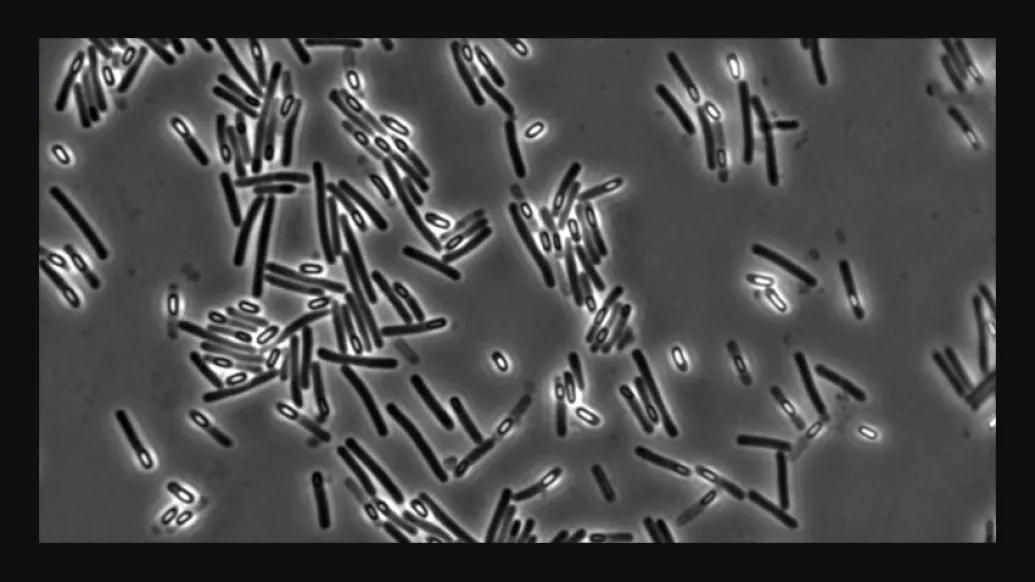Crated Diff C Diff Causes and Prevention Could be Related to Calcium Levels ...