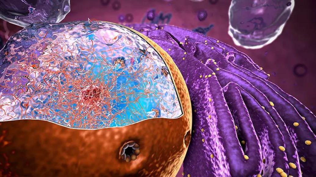 microscopic cell nucleus ribosomes purple
